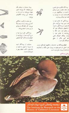 پرنده شناسی (۱۴)