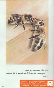 زن‍ب‍ور ع‍س‍ل‌ و زن‍دگ‍ی‌ ش‍گ‍ف‍ت‌ ان‍گ‍ی‍ز آن‌ (۱۹)