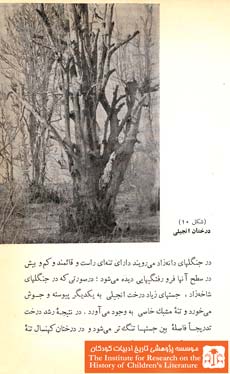 جنگلهای ایران(۱۱۷)