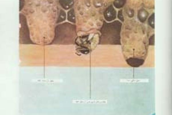 زن‍ب‍ور ع‍س‍ل‌ و زن‍دگ‍ی‌ ش‍گ‍ف‍ت‌ ان‍گ‍ی‍ز آن‌ (۲۷)