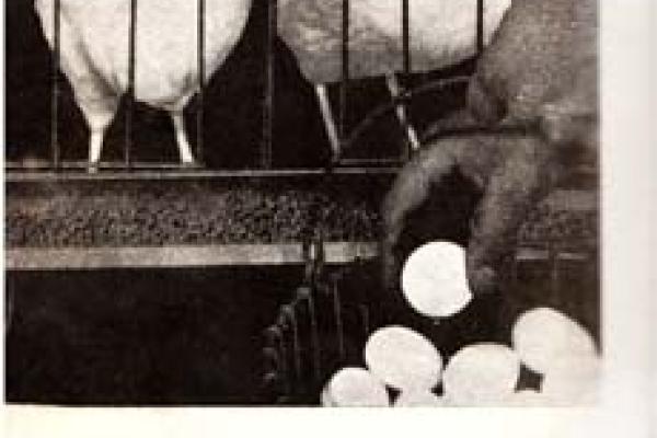 مرغ و خروس(۱۱)